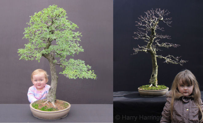 hawthorn bonsai